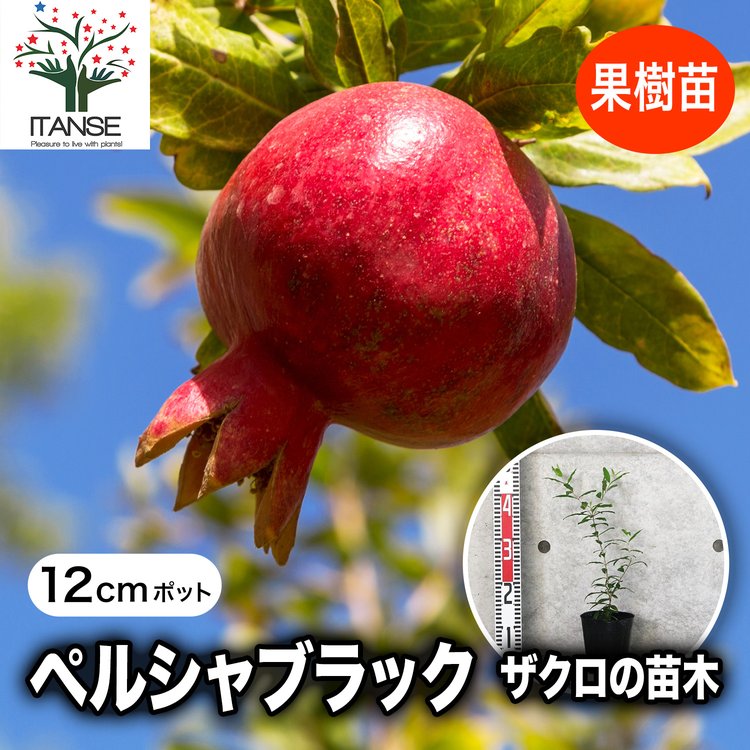 ITANSE ザクロの苗木 ペルシャブラック 果樹の苗木 挿し木苗 12cm