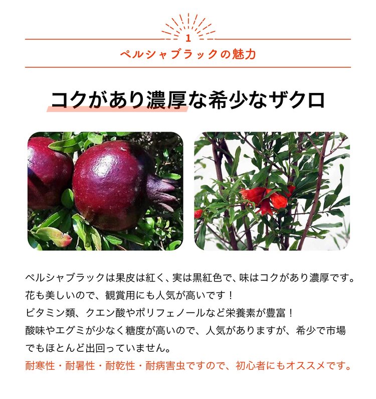 ITANSE ザクロの苗木 ペルシャブラック 果樹の苗木 挿し木苗 12cm