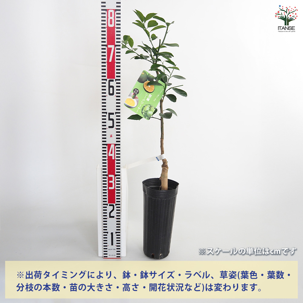 種なしシークワーサー 果樹の苗木 4号/1個売り 種なし シークワーサー