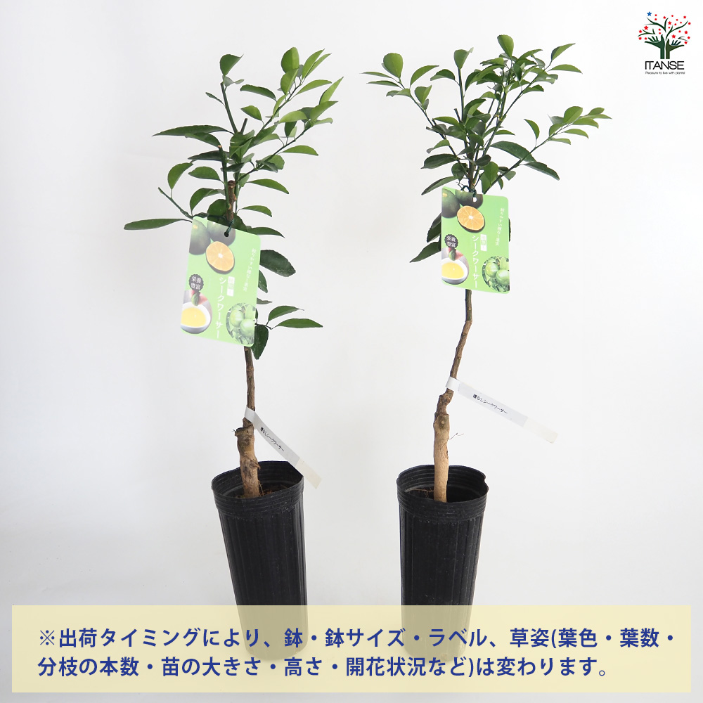 シークヮーサー(ヒラミレモン)大苗 接ぎ木苗木 2年 種なしシークワーサー 果樹の苗木 4号/1個売り 種なし シークワーサー