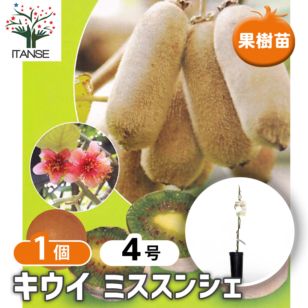 キウイの苗木 ミススンシェ 果樹の苗木 4号/1個売り キウイ苗 キウイの