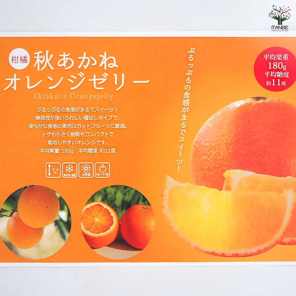 柑橘の苗 秋あかねオレンジゼリー 果樹の苗木 4号/1個売り シトラス