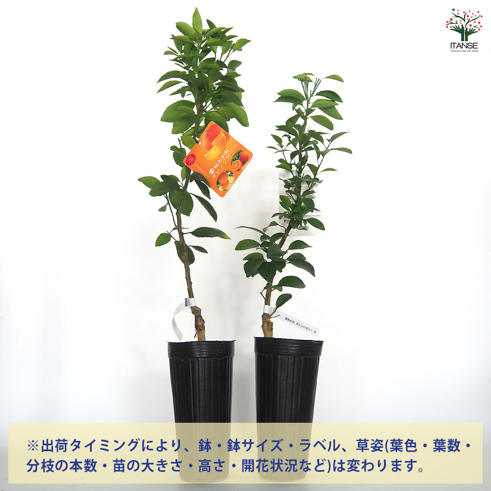 柑橘の苗 秋あかねオレンジゼリー 果樹の苗木 4号/1個売り シトラス