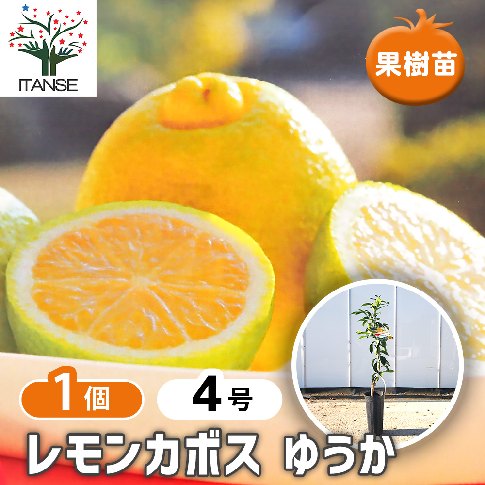 レモンカボス ゆうか 果樹の苗木 4号/1個売り カボス 酢みかん