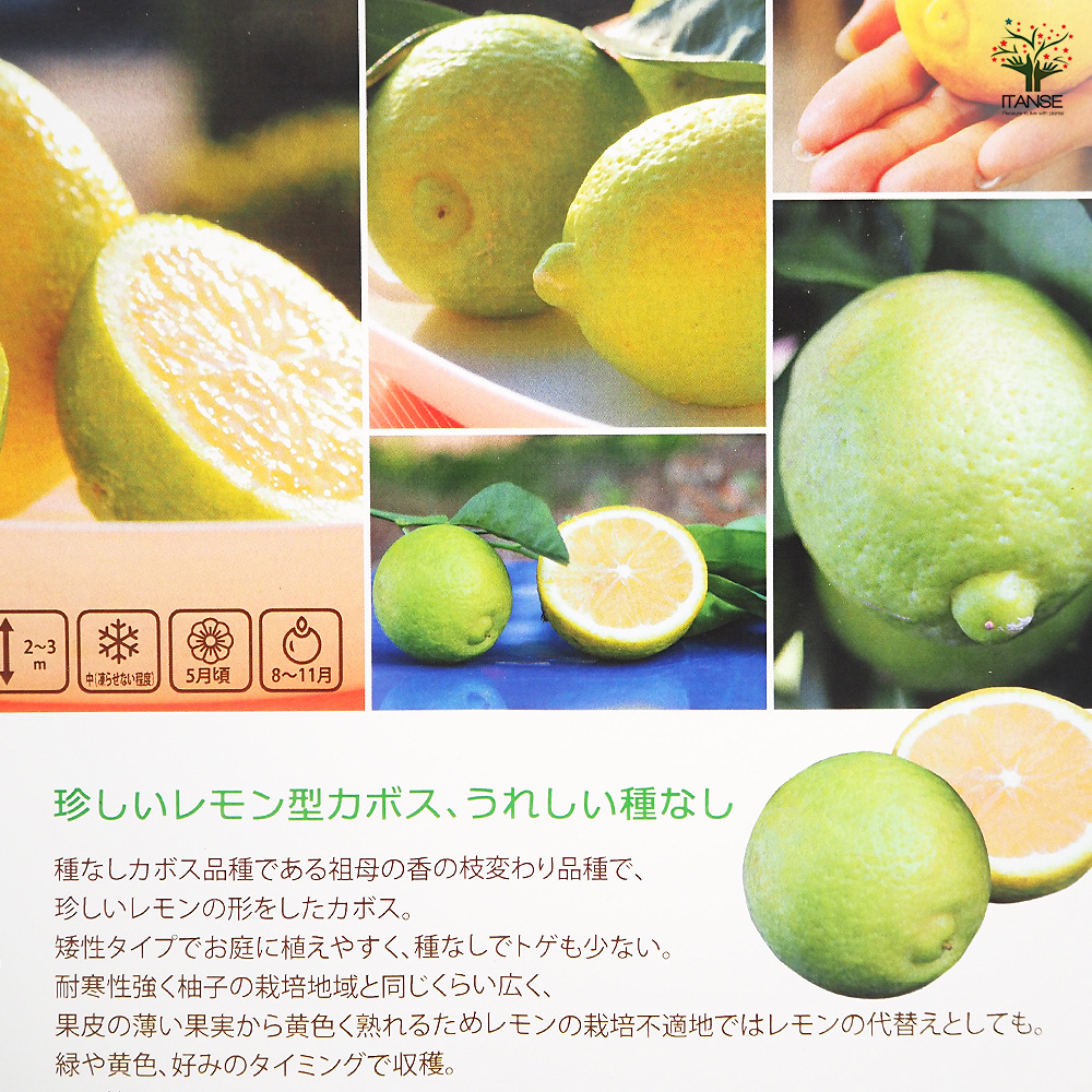 レモンカボス ゆうか 果樹の苗木 4号/1個売り カボス 酢みかん