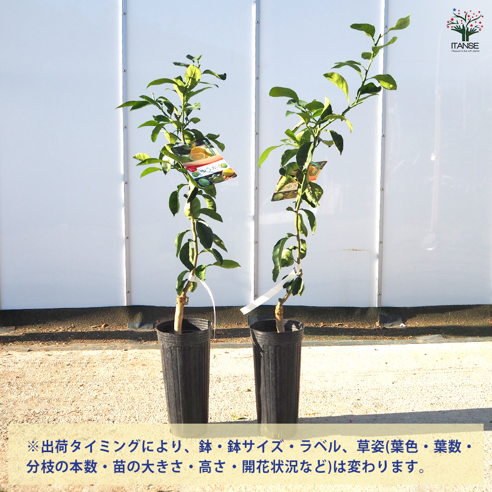 レモンカボス ゆうか 果樹の苗木 4号/1個売り カボス 酢みかん