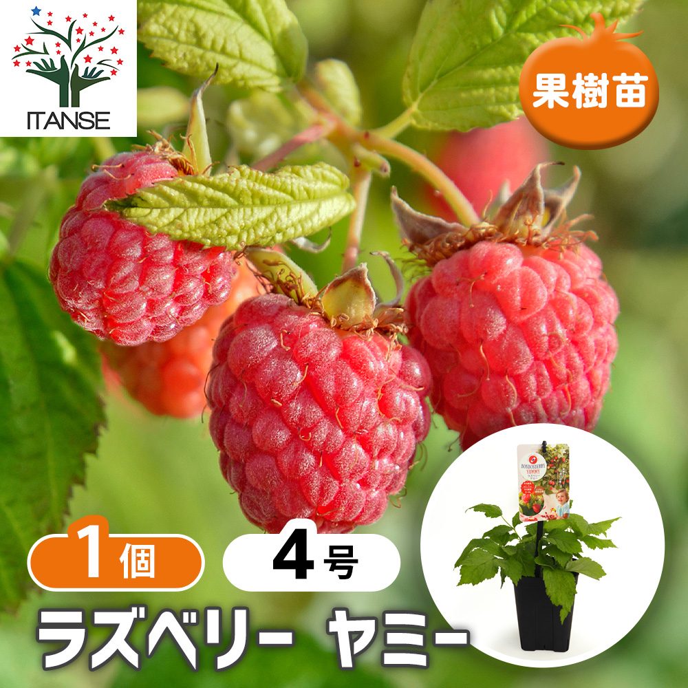 ラズベリーの苗木 ヤミー 果樹の苗 4号/1個売り ラズベリー苗 木苺