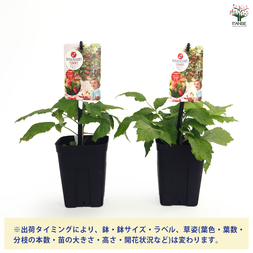 ラズベリーの苗木 ヤミー 果樹の苗 4号/お買い得2個セット ラズベリー