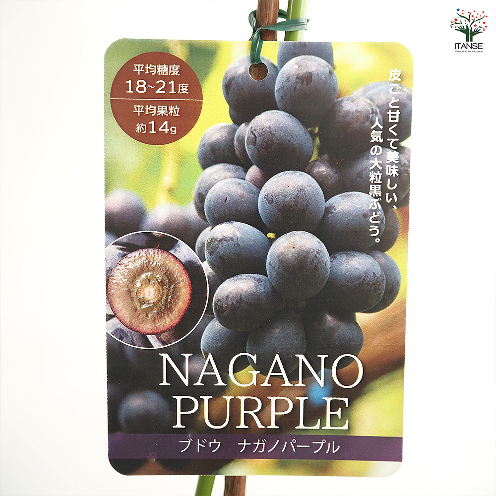 ぶどうの苗 ナガノパープル 果樹の苗木 4号/1個売り ぶどう苗 ブドウ苗