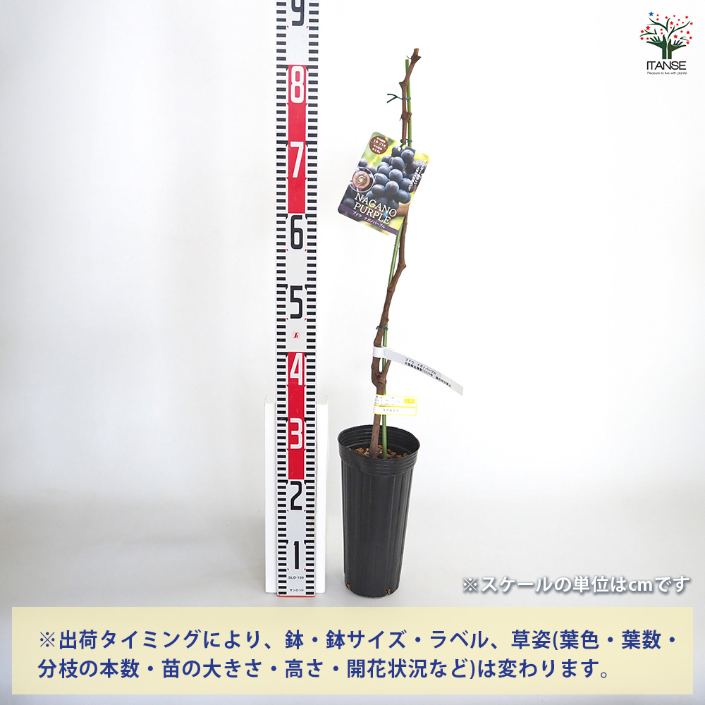 ぶどうの苗 ナガノパープル 果樹の苗木 4号/1個売り ぶどう苗 ブドウ苗