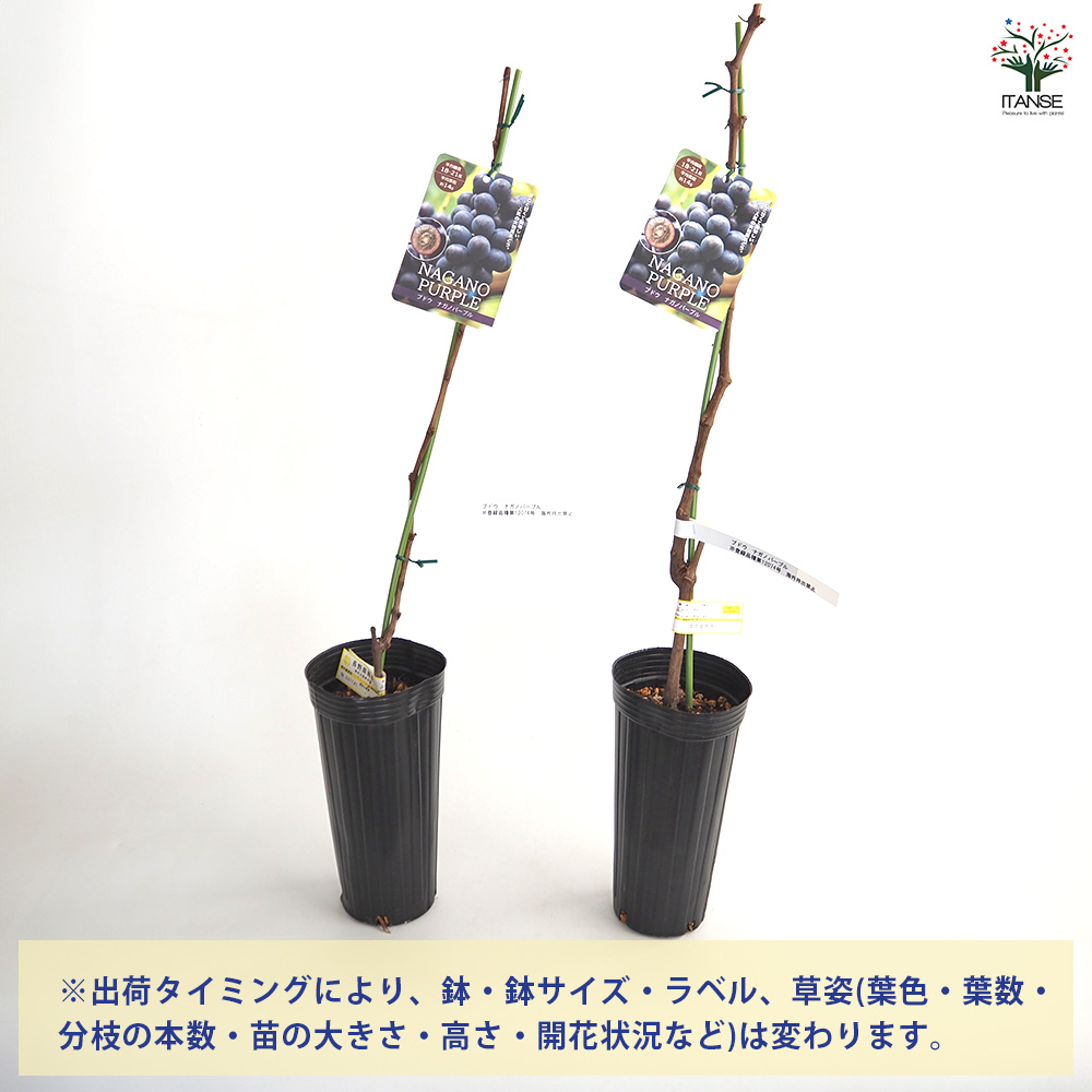 ぶどうの苗 ナガノパープル 果樹の苗木 4号/1個売り ぶどう苗 ブドウ苗