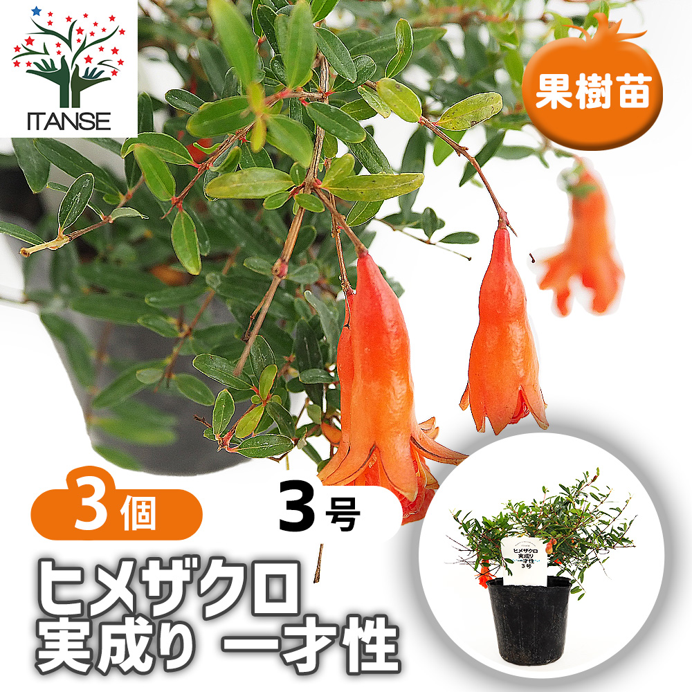 ザクロの苗木 ヒメザクロ 実成り 一才性 果樹の苗 3号/お買い得3個