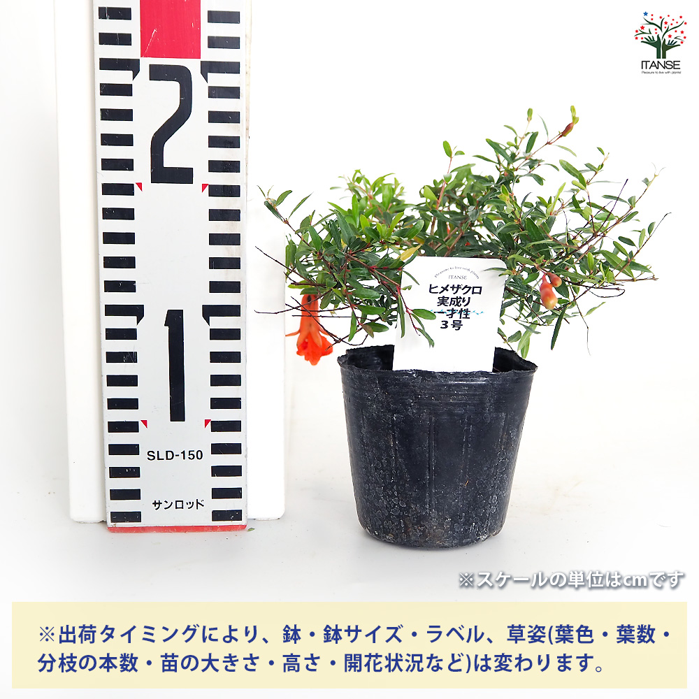 ザクロの苗木 ヒメザクロ 実成り 一才性 果樹の苗 3号/お買い得3個