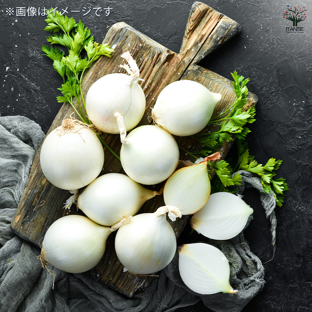玉ねぎの苗 白玉ねぎ 野菜の苗 3.5号/1個売り ねぎ苗 ネギ 葱 玉ねぎ