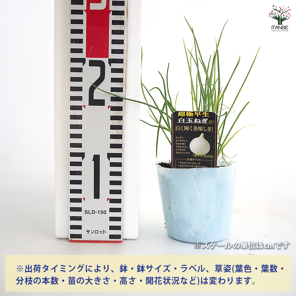 玉ねぎの苗 白玉ねぎ 野菜の苗 3.5号/お買い得3個セット ねぎ苗 ネギ