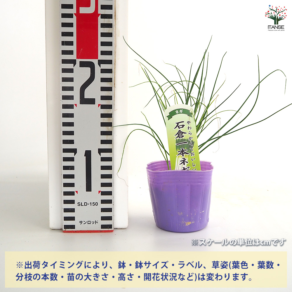 ねぎの苗 石倉一本ねぎ 野菜の苗 3号/お買い得8個セット ねぎ苗 ネギ