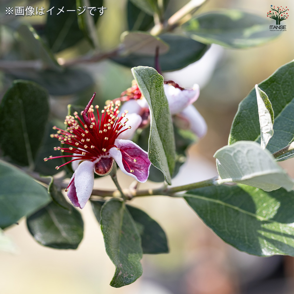 7-34果樹【フェイジョア　本株立ち】樹高約130cm【送料込み】 楽天市場】【現品】【大型フェイジョアの木】本株立ち 自然風樹形 樹高