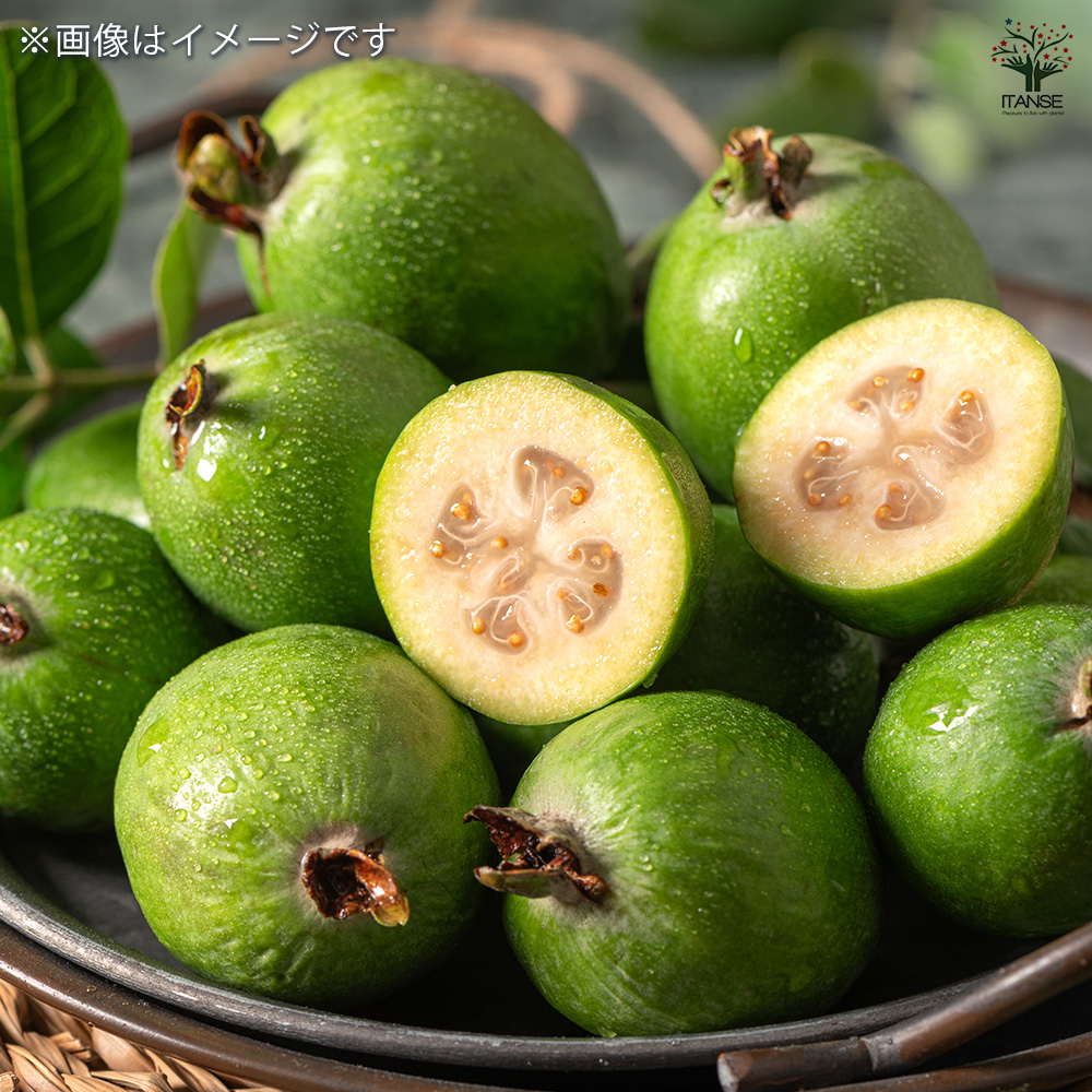 フェイジョア 果樹の苗木 5号/1個売り 果樹苗 果樹の木 フルーツ 熱帯