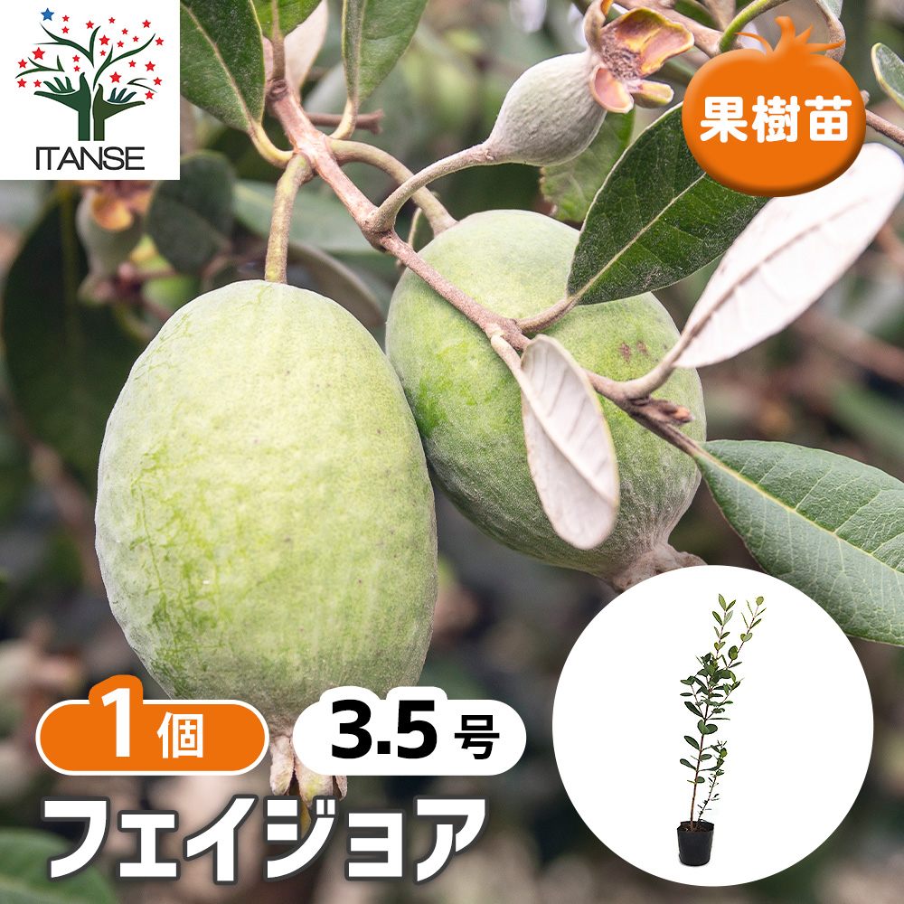 フェイジョア 果樹の苗 3.5号/1個売り 果樹苗 果樹の苗木 果樹の木
