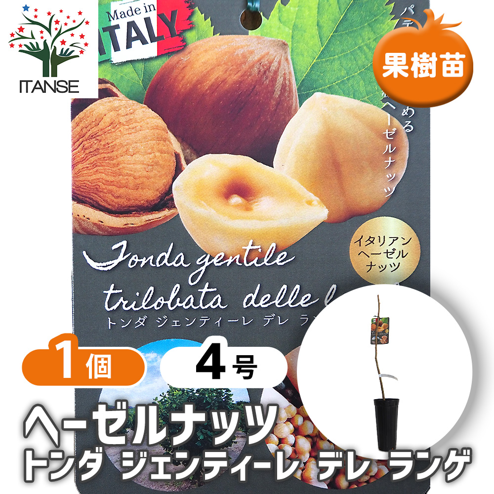ヘーゼルナッツ　苗木　トンダシェンティーレ nae03520.jpg