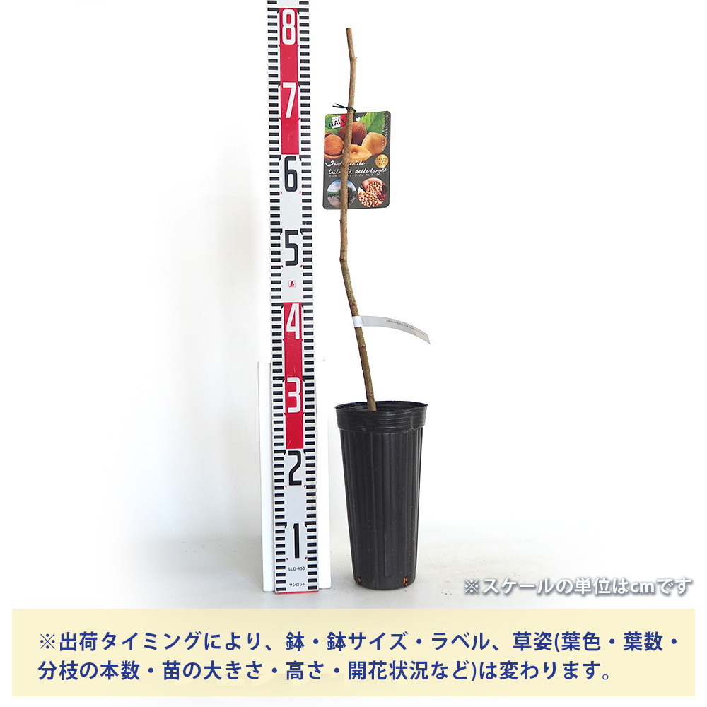 ヘーゼルナッツ　苗木　トンダシェンティーレ ヘーゼルナッツの苗木 トンダ ジェンティレデレ ランゲ 果樹の苗木 4号