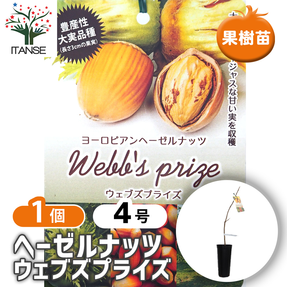 ししまる様　連絡用　ヘーゼルナッツ　穂木 一才アメリカンヘーゼルナッツ 苗 販売 苗木部 By 花ひろばオンライン