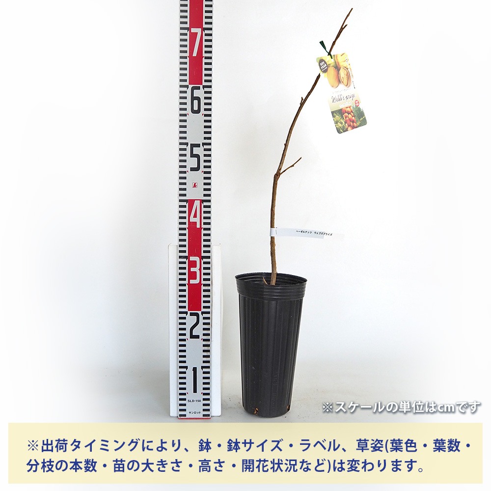 ヘーゼルナッツの苗木 ウェブズプライズ 果樹の苗木 4号/1個売り