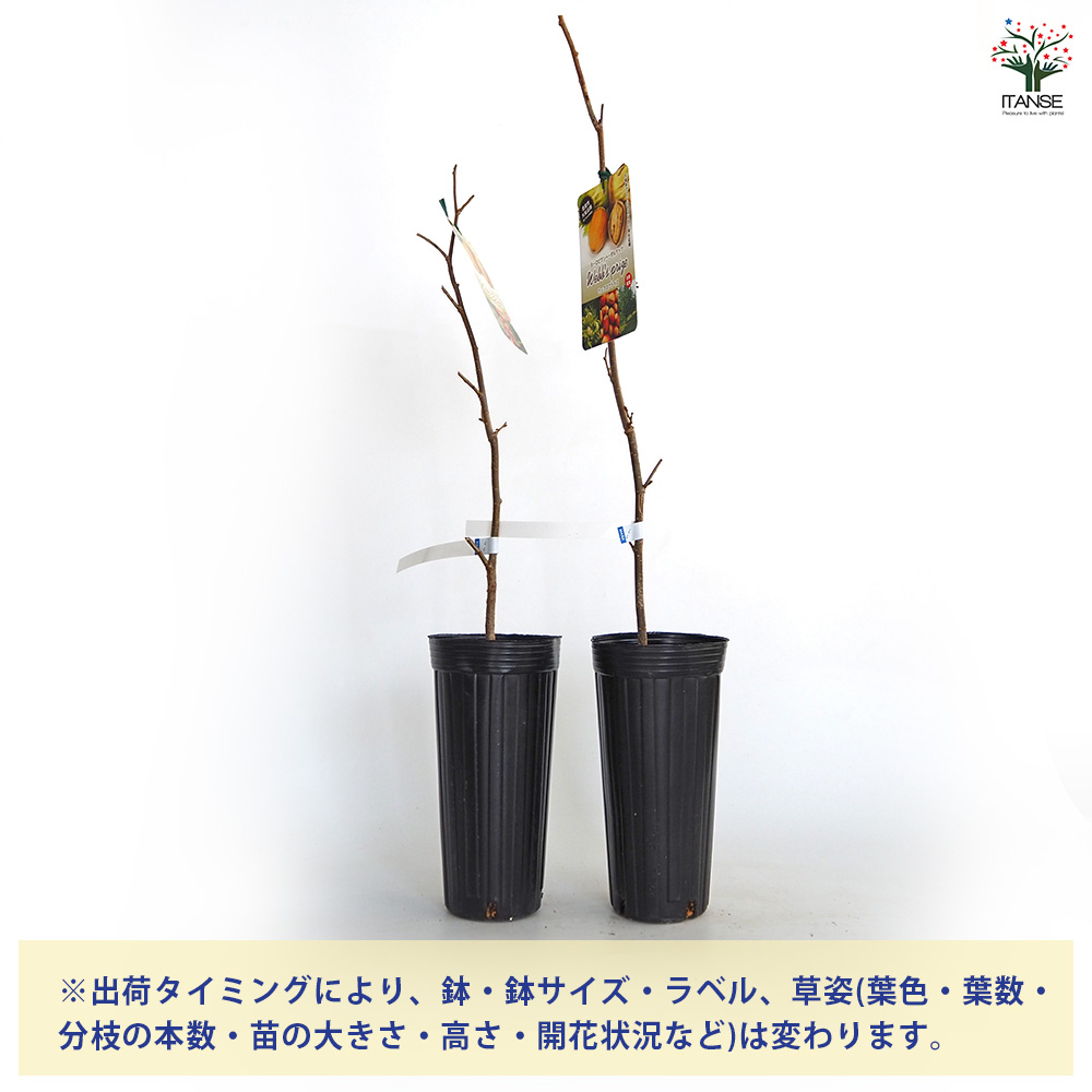 ヘーゼルナッツの苗木 ウェブズプライズ 果樹の苗木 4号/1個売り