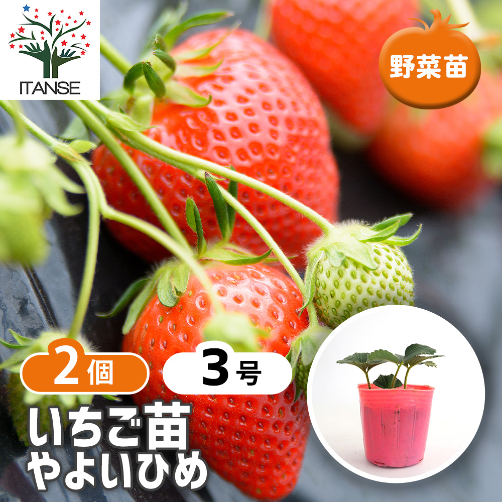 専用ページ　やよいひめ苗　100本 nae03522.jpg