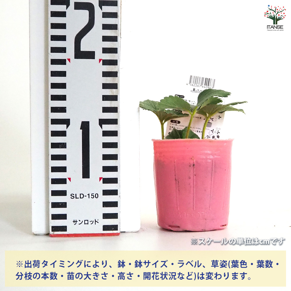 専用ページ　やよいひめ苗　100本 いちごの苗 やよいひめ 野菜の苗 3号/お買い得2個セット イチゴ苗