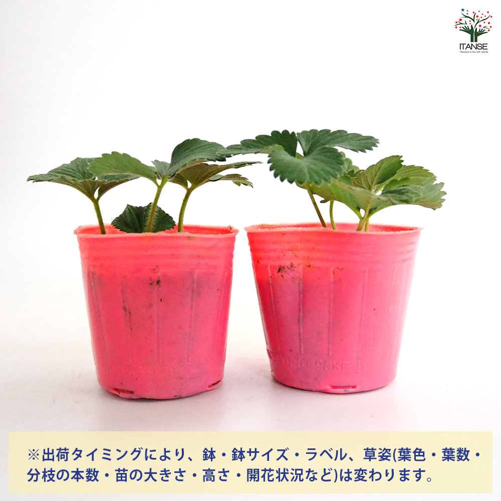 いちごの苗 やよいひめ 野菜の苗 3号/お買い得2個セット イチゴ苗