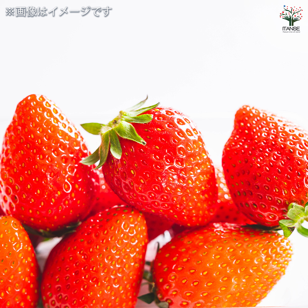 いちごの苗 やよいひめ 野菜の苗 3号/お買い得2個セット イチゴ苗