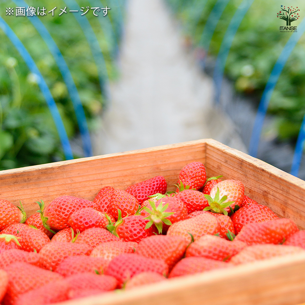 専用ページ　やよいひめ苗　100本 いちごの苗 やよいひめ 野菜の苗 3号/お買い得2個セット イチゴ苗