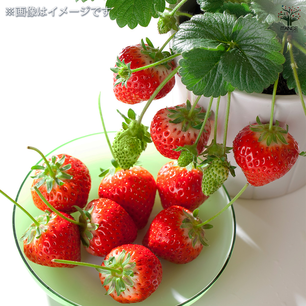 いちごの苗 ふさのか 野菜の苗 3号/お買い得4個セット イチゴ苗 イチゴ