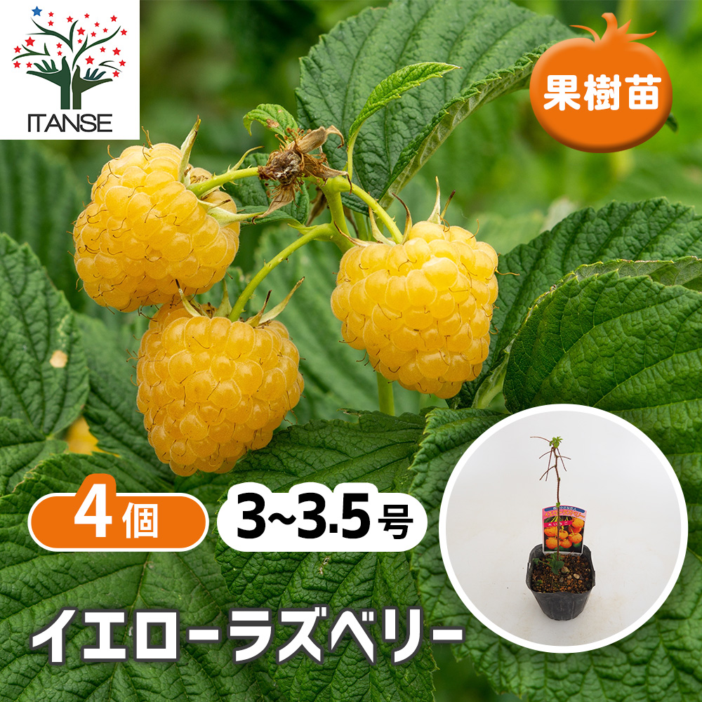 イエローラズベリー 果樹の苗 3.5号/お買い得4個セット ベリー系