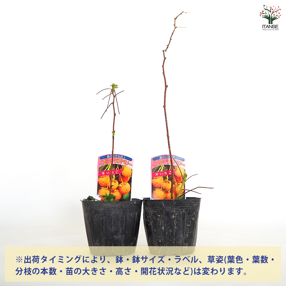 イエローラズベリー 果樹の苗 3.5号/お買い得4個セット ベリー系