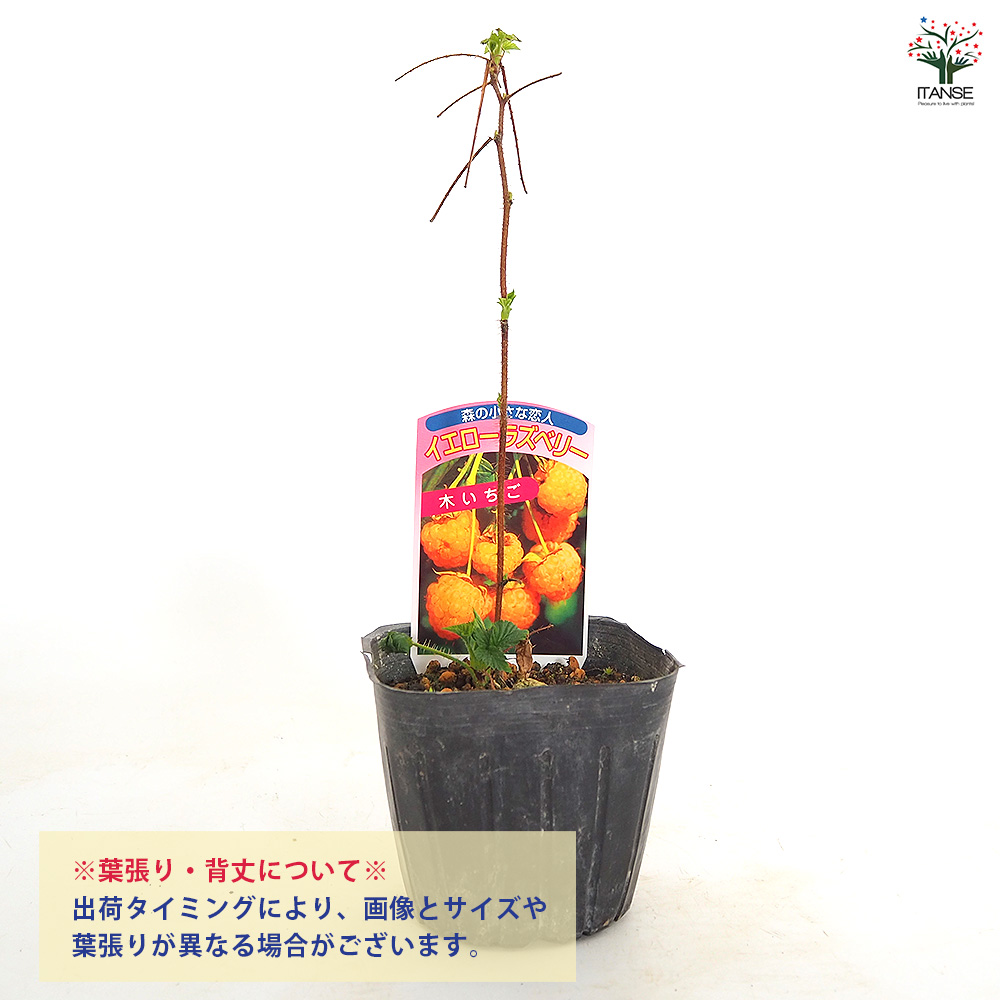 イエローラズベリー 果樹の苗 3.5号/お買い得4個セット ベリー系
