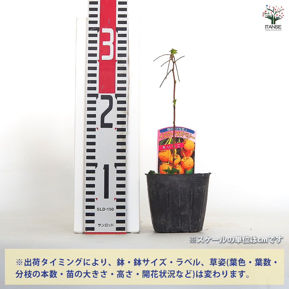 イエローラズベリー 果樹の苗 3.5号/お買い得8個セット ベリー系