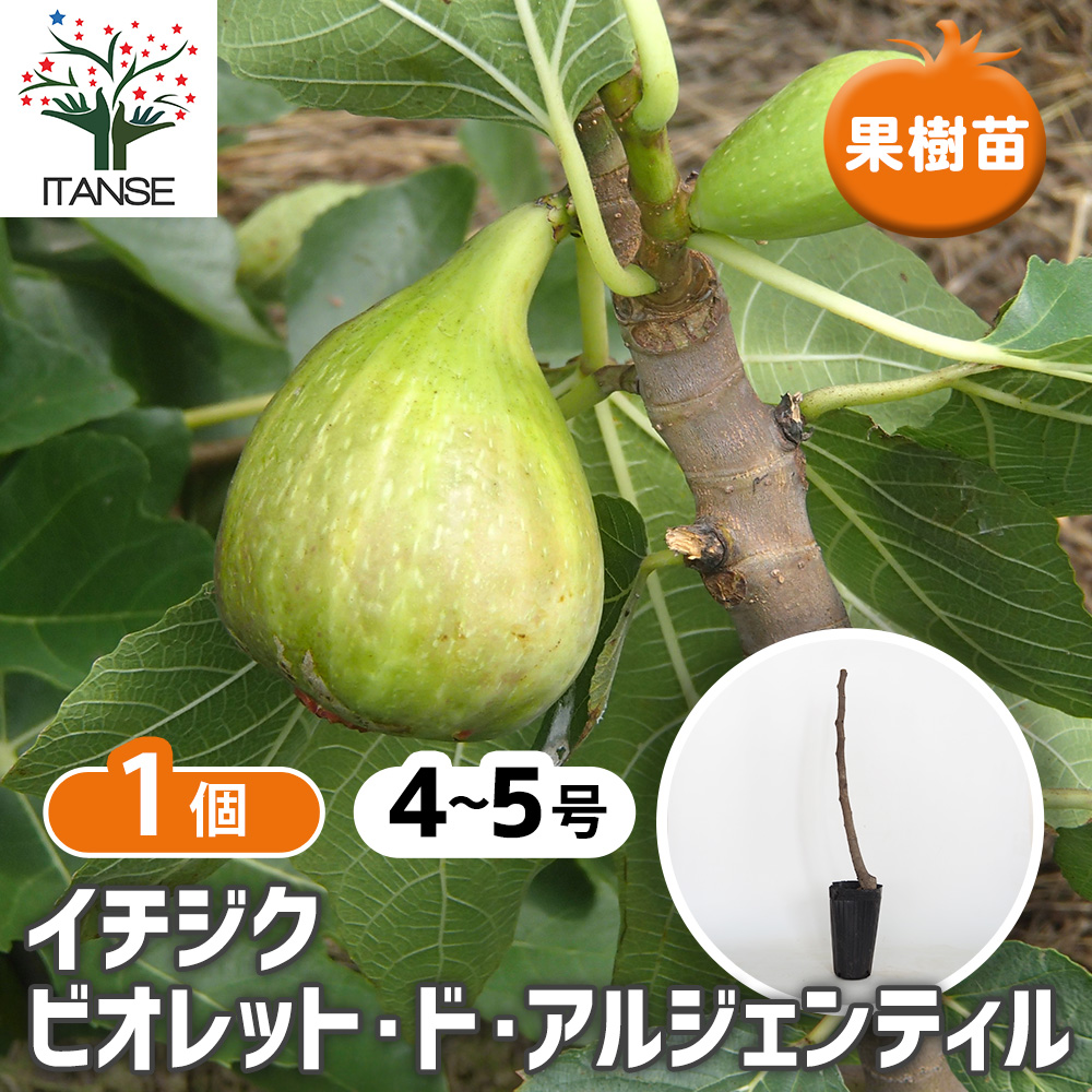 イタリア　エアルーム　イチジク　苗 イチジク ビオレット ド アルジェンティル 果樹の苗木 4号/1個売り