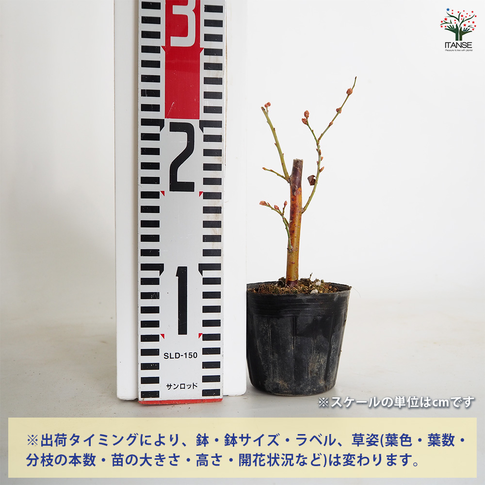ブルーベリー ノビリス(T-100) 果樹の苗 3〜3.5号/1個売り 果樹 果樹苗