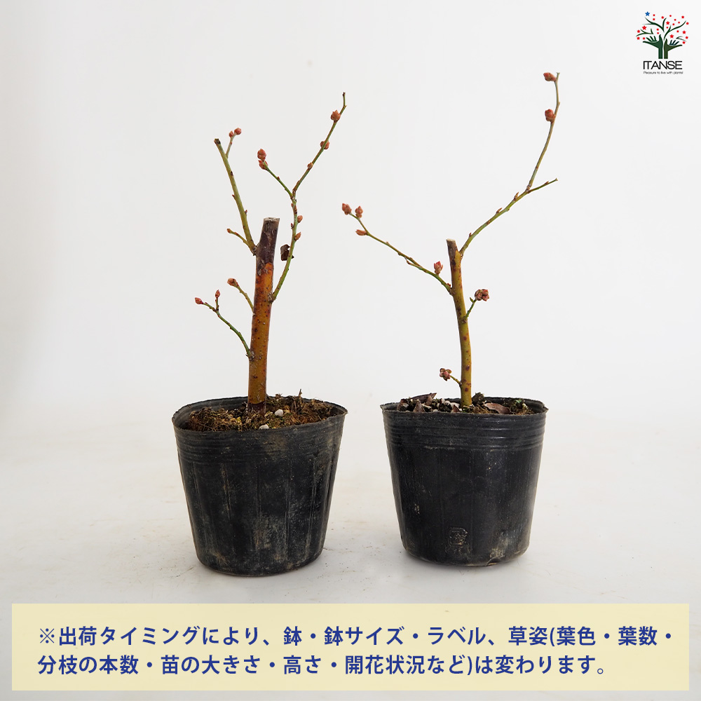ブルーベリー ノビリス(T-100) 果樹の苗 3〜3.5号/1個売り 果樹 果樹苗