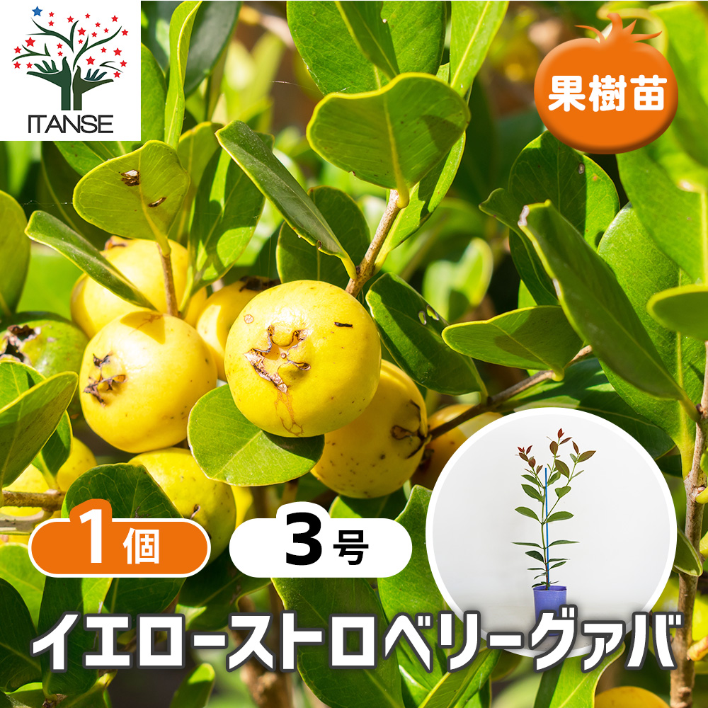 イエローストロベリーグァバ 果樹の苗 3号/1個売り 果樹苗 果樹苗木