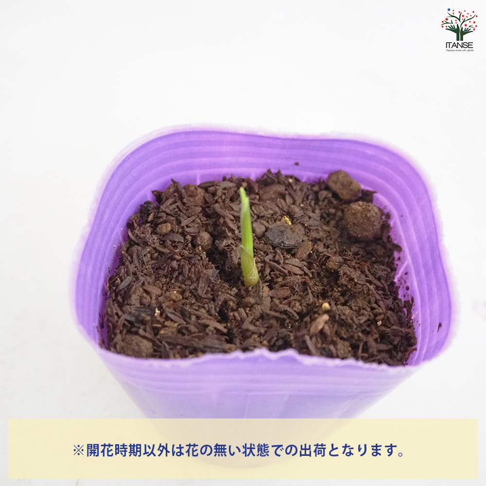みょうが　出品 秋みょうが 野菜の苗 3号/1個売り みょうが 茗荷 Japanese gingers