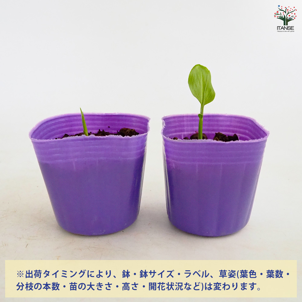 秋みょうが 野菜の苗 3号/お買い得2個セット みょうが 茗荷 Japanese