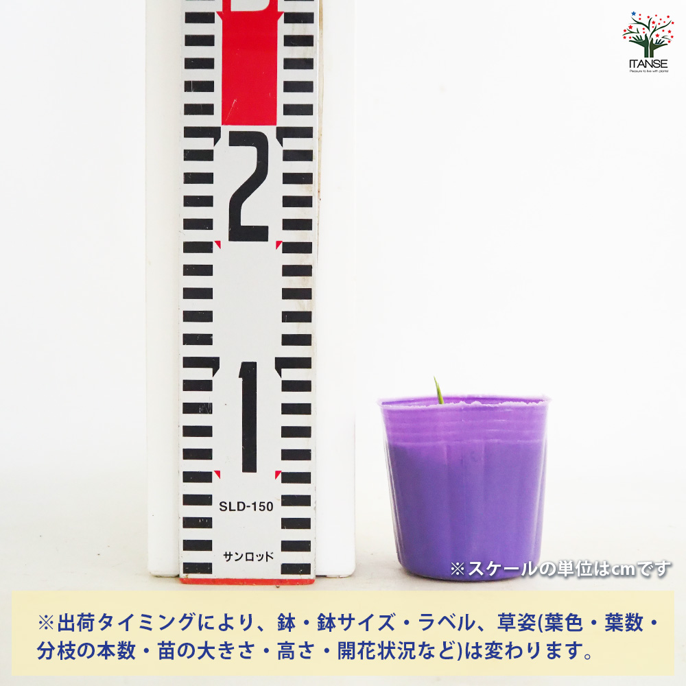 秋みょうが 野菜の苗 3号/お買い得3個セット みょうが 茗荷 Japanese