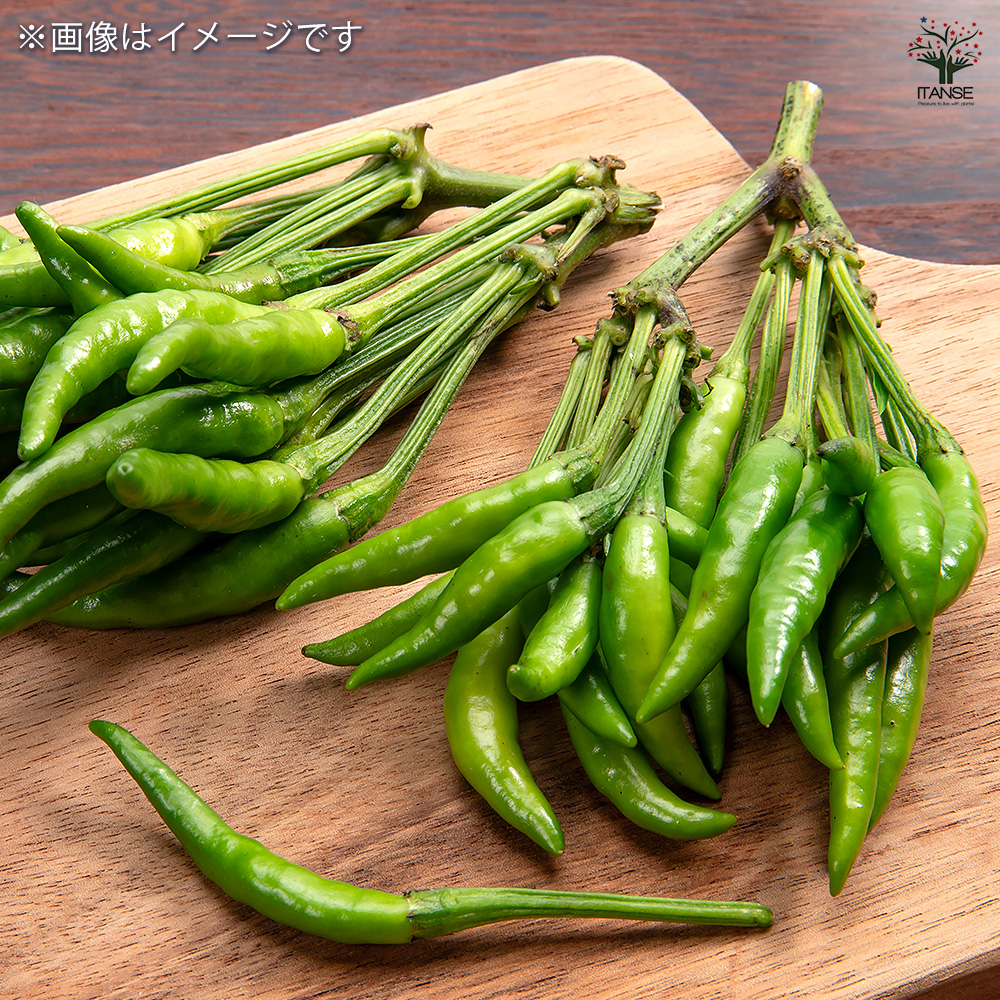 とうがらしの苗 八房唐辛子 野菜の苗 3号/お買い得3個セット