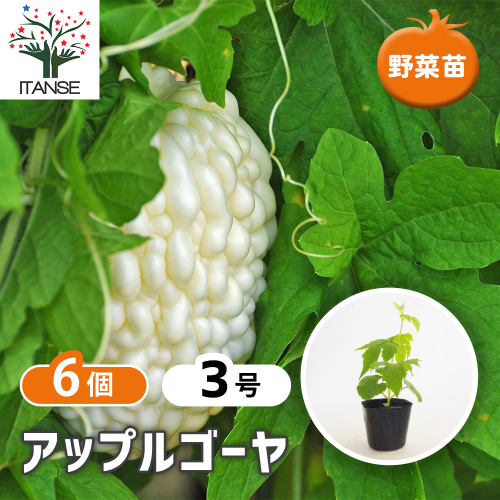 確認用　アップルゴーヤ 苗 鉢植え 栽培セット ゴーヤの苗 アップルゴーヤ 野菜の苗 3号/お買い得6個セット 野菜苗