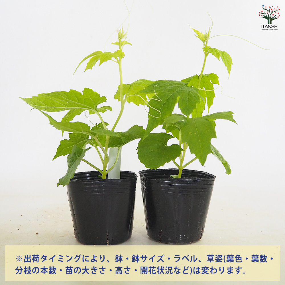 ゴーヤの苗 アップルゴーヤ 野菜の苗 3号/お買い得6個セット 野菜苗