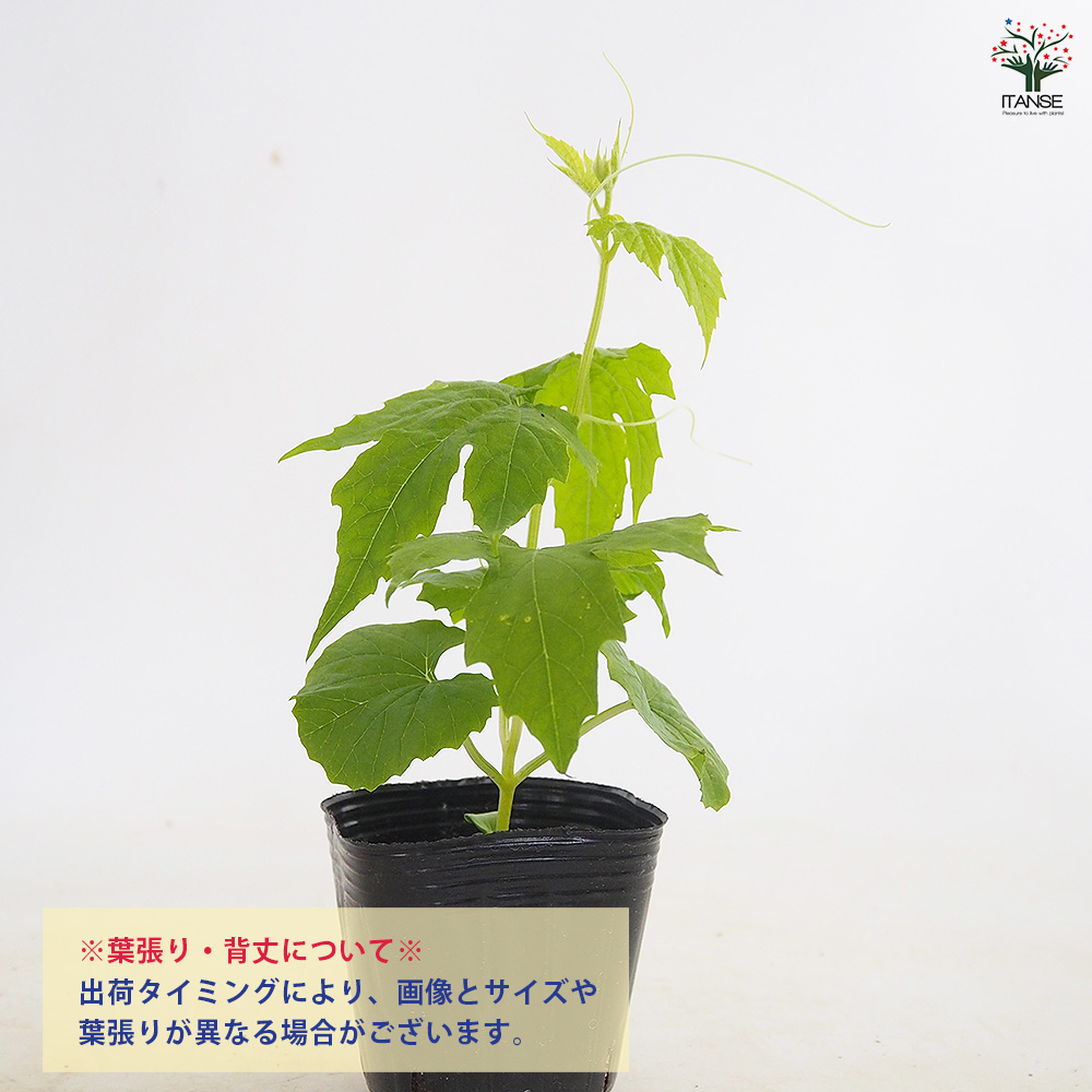 ゴーヤの苗 アップルゴーヤ 野菜の苗 3号/お買い得6個セット 野菜苗