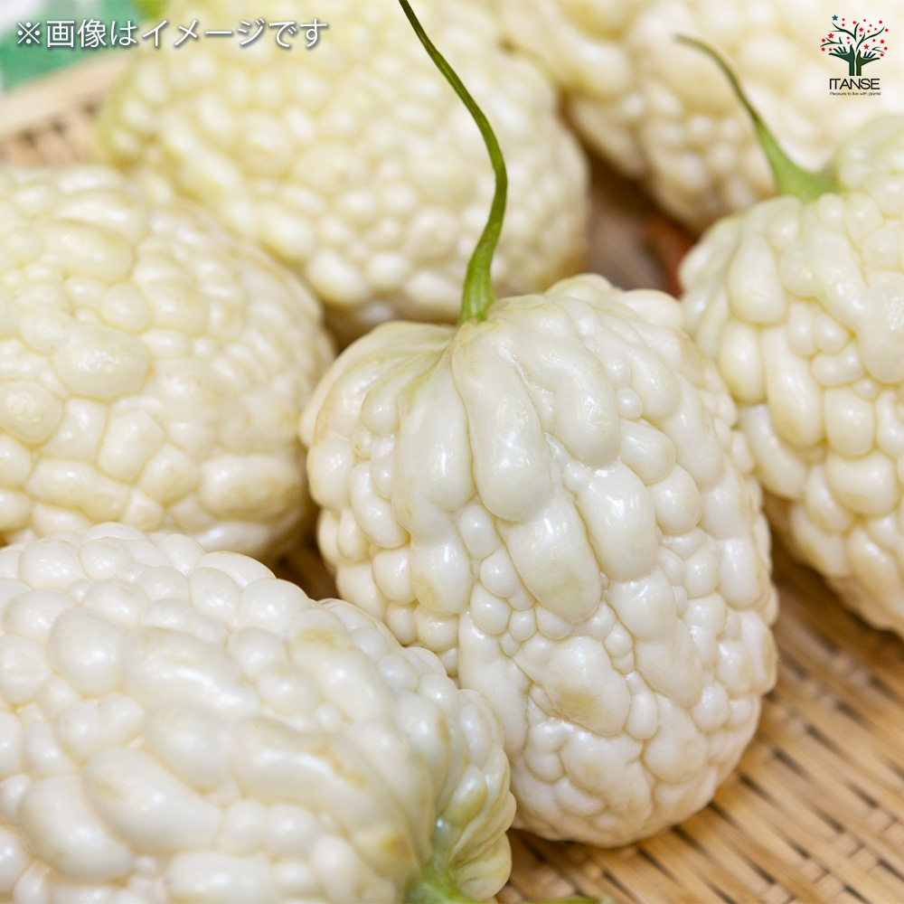 ゴーヤの苗 アップルゴーヤ 野菜の苗 3号/お買い得6個セット 野菜苗